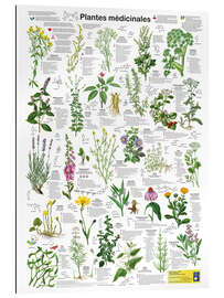 Tableau en plexi-alu Plantes médicinales - Planet Poster Editions