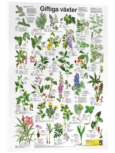 Acrylic print Poisonous plants (Swedish)