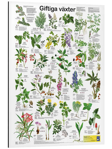 Aluminium print Poisonous plants (Swedish)