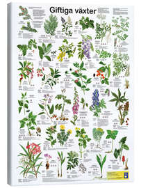 Canvas print Poisonous plants (Swedish) - Planet Poster Editions