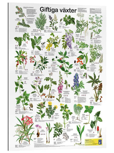 Gallery print Poisonous plants (Swedish)
