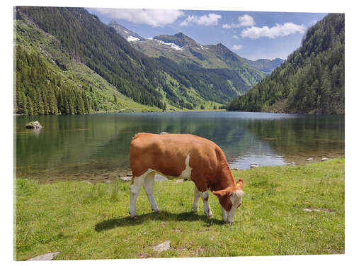 Acrylic print The cow at the mountain lake