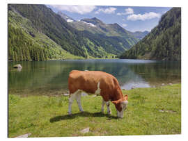 Aluminium print The cow at the mountain lake - Bernhard Kaiser