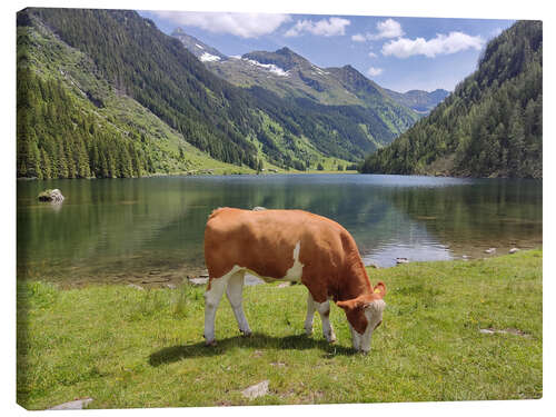 Lærredsbillede The cow at the mountain lake