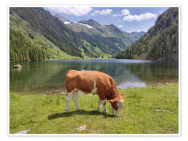 Wandbild Die Kuh am Bergsee - Bernhard Kaiser