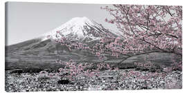 Canvas print View of Mount Fuji during cherry blossom season - Melanie Viola