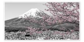 Póster View of Mount Fuji during cherry blossom season - Melanie Viola