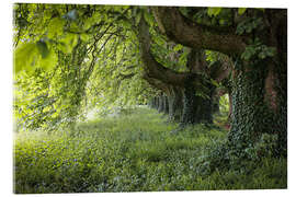 Obraz na szkle akrylowym Walk under old chestnut trees in summer - Martina Cross