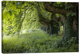 Tableau sur toile Walk under old chestnut trees in summer - Martina Cross