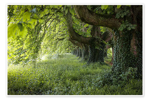 Plakat Walk under old chestnut trees in summer