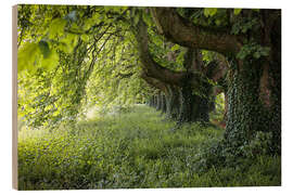 Wood print Walk under old chestnut trees in summer - Martina Cross