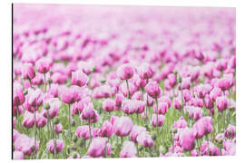 Alubild Pink farbiges Mohnblüten Feld im Retro Look - Blütenmeer - Martina Cross