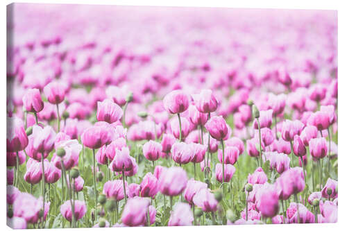 Lienzo Pink colored poppy field in retro look - sea of flowers
