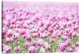 Leinwandbild Pink farbiges Mohnblüten Feld im Retro Look - Blütenmeer - Martina Cross