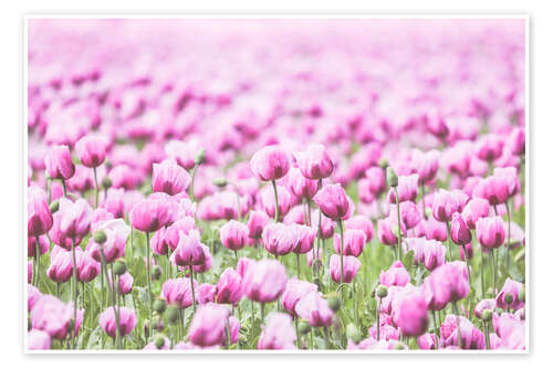 Póster Pink colored poppy field in retro look - sea of flowers