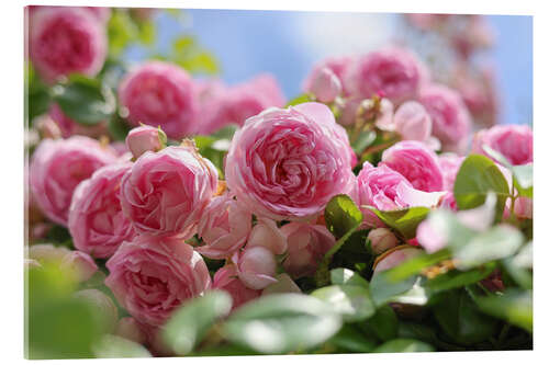Stampa su vetro acrilico English roses in a romantic retro look