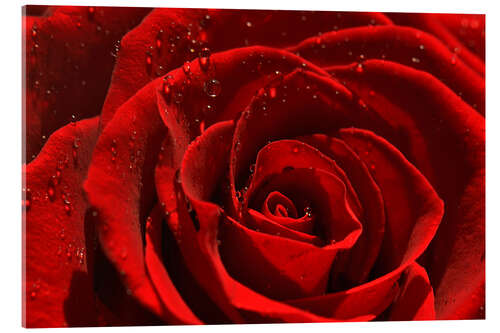Acrylglasbild Rote Rose mit Wassertropfen