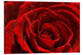 Alubild Rote Rose mit Wassertropfen