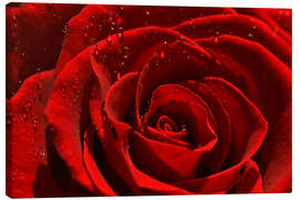 Canvas-taulu Red rose with water drops - Atteloi