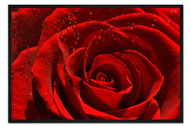 Gerahmter Kunstdruck Rote Rose mit Wassertropfen