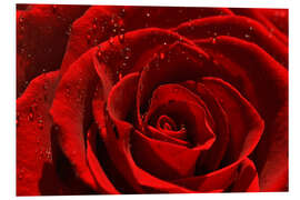 Hartschaumbild Rote Rose mit Wassertropfen