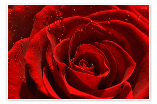 Poster Red rose with water drops