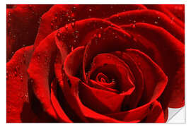 Wandsticker Rote Rose mit Wassertropfen