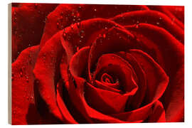 Quadro de madeira Red rose with water drops - Atteloi