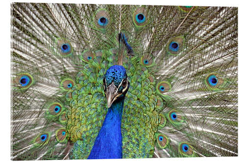 Acrylglasbild Der stolze Pfau