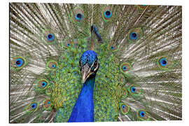 Tableau en aluminium Der stolze Pfau - GUGIGEI