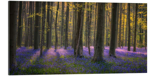 Gallery Print Im Zauberwald