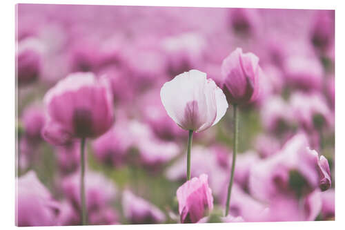Akrylbilde Poppies in a pink summer field