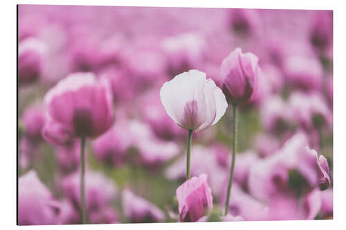 Cuadro de aluminio Poppies in a pink summer field