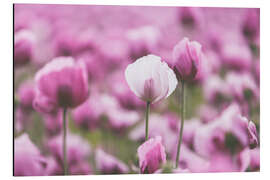 Cuadro de aluminio Poppies in a pink summer field - Martina Cross