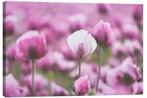 Canvas print Poppies in a pink summer field