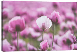 Canvas print Poppies in a pink summer field - Martina Cross