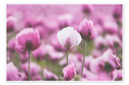 Poster Poppies in a pink summer field