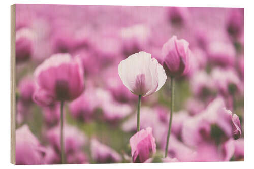 Obraz na drewnie Poppies in a pink summer field