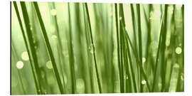 Alubild Grünes Gras mit Tautropfen