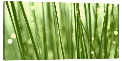 Canvastavla Green grass with dew drops