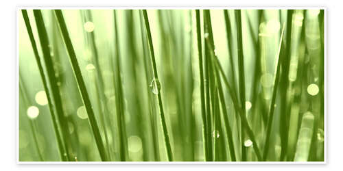 Poster Green grass with dew drops