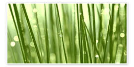 Wall print Green grass with dew drops - Atteloi