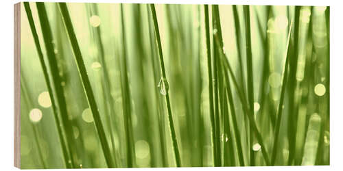 Wood print Green grass with dew drops