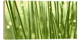 Wood print Green grass with dew drops - Atteloi