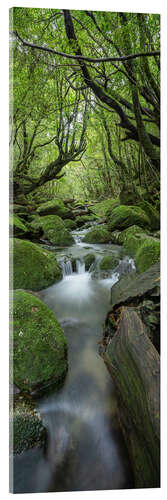 Cuadro de metacrilato Stream in the green forest