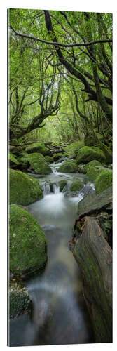 Cuadro de plexi-alu Stream in the green forest