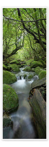 Poster Stream in the green forest