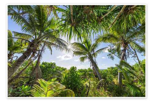 Poster Relaxation under shady palm trees