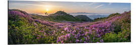 Alubild Azaleenblüte in Südkorea - Jan Christopher Becke