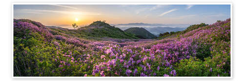Plakat Azalea blossom in South Korea